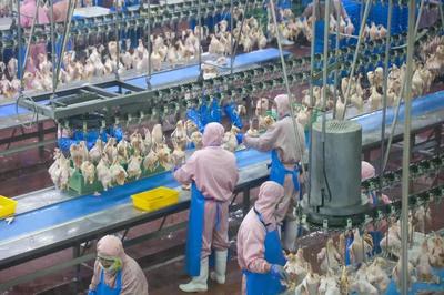 乳山預制菜企業實現年銷售額近10億元，飼料原料銷售雙輪驅動